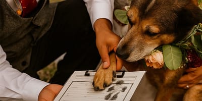 Hund macht Pfotenabdruck auf Heiratsurkunde