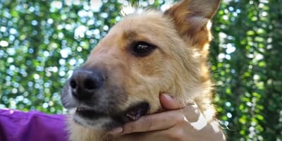 Perro con media cara: Skye lo ha conseguido