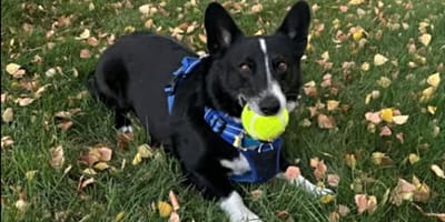Hund Opie