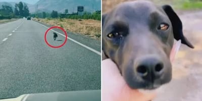 Un chien court derrière la voiture de ses maîtres