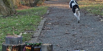 Hund rennt vor Knallkörpern weg