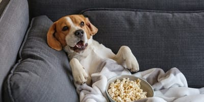 Hund schaut fern auf dem Sofa mit Popcorn