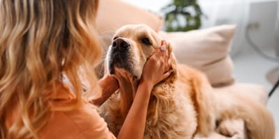Hund schaut Frauchen an