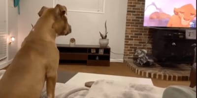 Perro viendo El Rey León