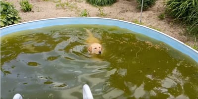 Hund schwimmt in Pool mit grünem Wasser