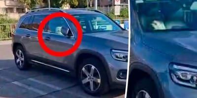 Dog sitting in car