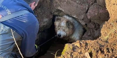 Hund steckt in einem Betonrohr im Bach fest