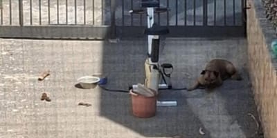 Hund stirbt in Italien den Hitzetod
