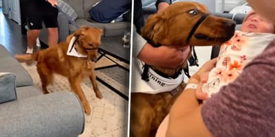 Hund stürmt auf ein Baby zu