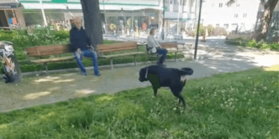 Chien et homme dans le parc