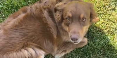 Cane prima del trattamento della suocera