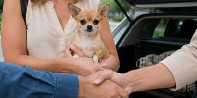 Hund wird per Handschlag verkauft