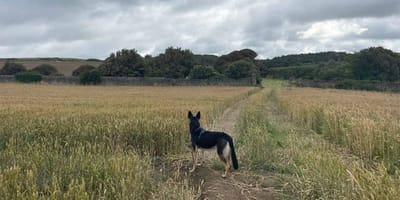 Hund zwischen Getreidefeldern