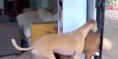 Hunde drängeln sich durch die Terrassentür