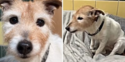 Hunde-Omi Bella