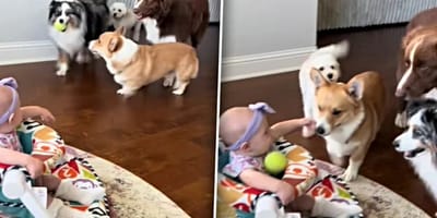 Hunde wollen Ball mit dem Baby spielen