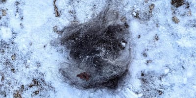Touffe de poils de chien dans la neige
