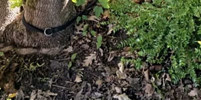 Hundeleine um einen Baum