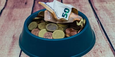 Hundenapf mit Geld darin
