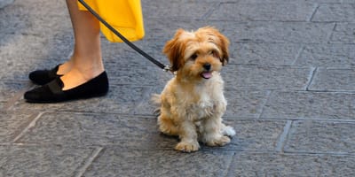 Hundesteuer in Südtirol gescheitert