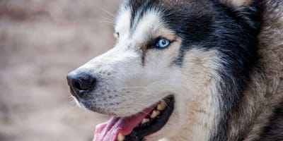 Husky