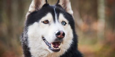 Husky