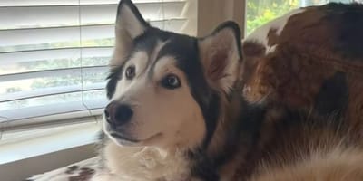 Husky
