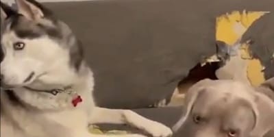 Husky und Weimaraner