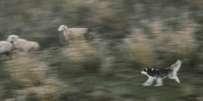 Husky chasing livestock in a field