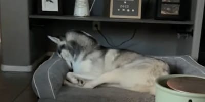 Un husky esconde la cabeza en el sofá