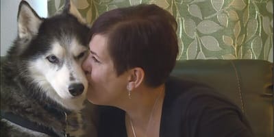 husky individua tumore