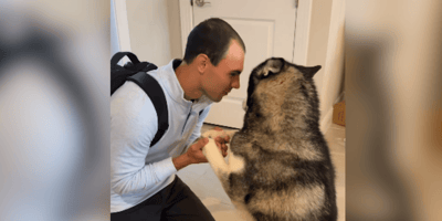 Husky greeting his human