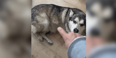 Husky lifting his leg for belly rubs
