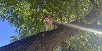 Husky na drzewie
