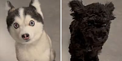 Husky-Welpe und Pomsky-Welpe