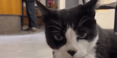 il gatto Saverio