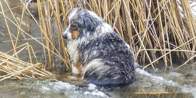 Im Fluss eingefrorener Hund