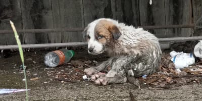 in de steek gelaten pup