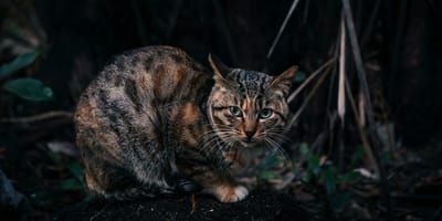In Sneek zetten ze een actiegroep op om vermeende kattenbeul te vinden