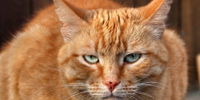 Inbreker steelt rode kat voor geluk maar wordt keer op keer gepakt