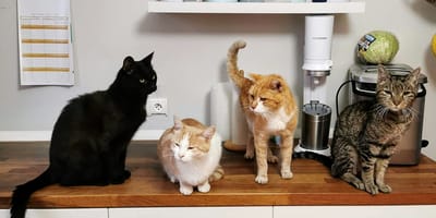 Internationale kattendag 2025