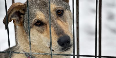 Interwencja w Kuflewie