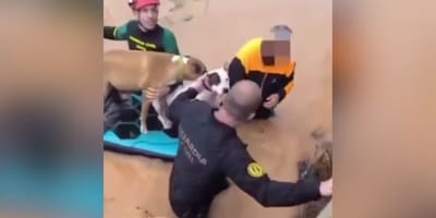 inundaciones-en-ibiza-2025-perros-rescatados