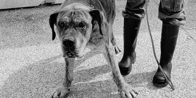 Dogo canario abandonado frente al refugio