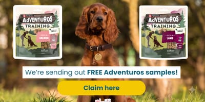irish setter puppy sitting with two packs of adventuros training treats