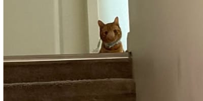 Biscuit, de kat wiens neus is opgezwollen door een schimmelinfectie