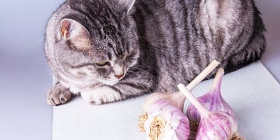 Mag een kat knoflook eten?