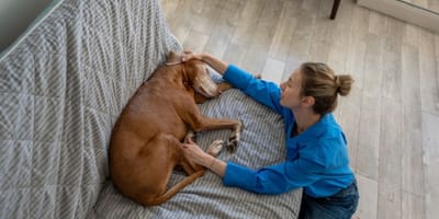 italia-permiso-laboral-cuidar-perro-enfermo