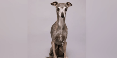 Italian Greyhound Tika who has passed away