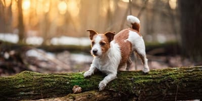 Jack Russell in the wild